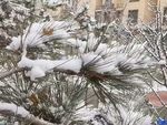 松 雪