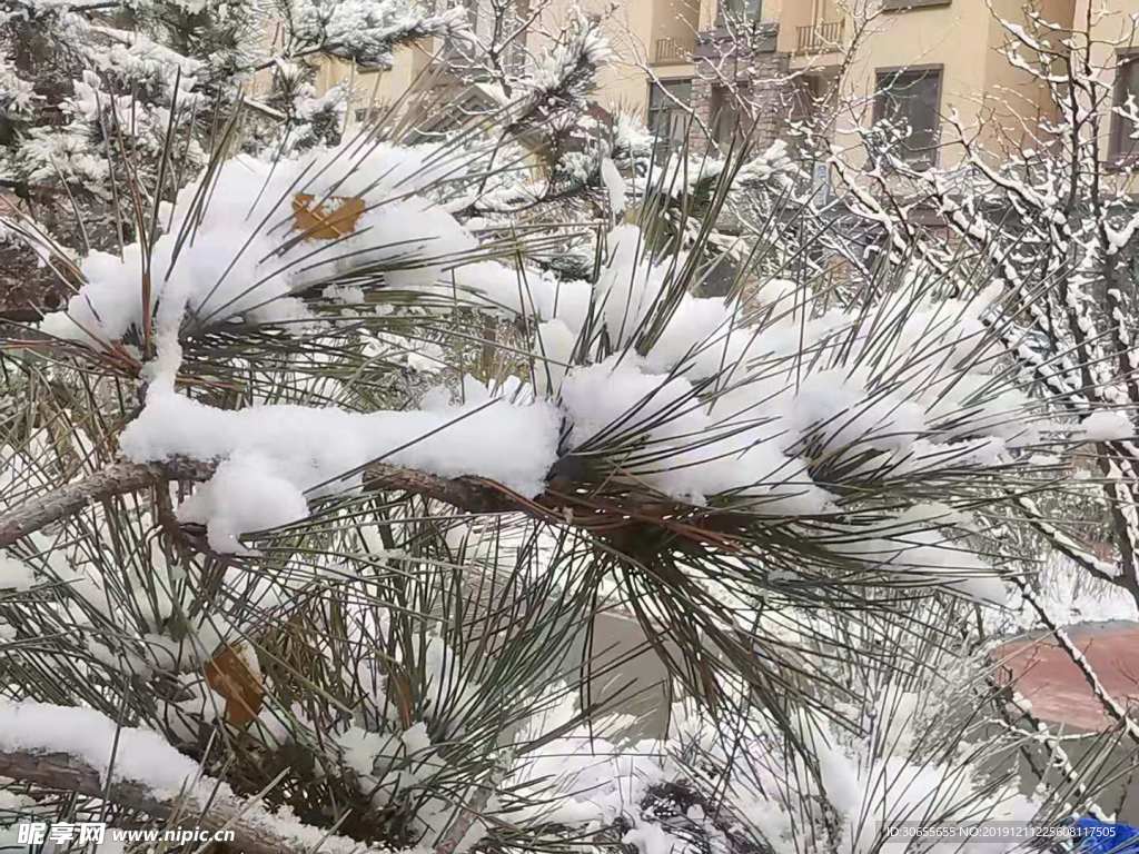 松 雪