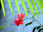 扶桑花