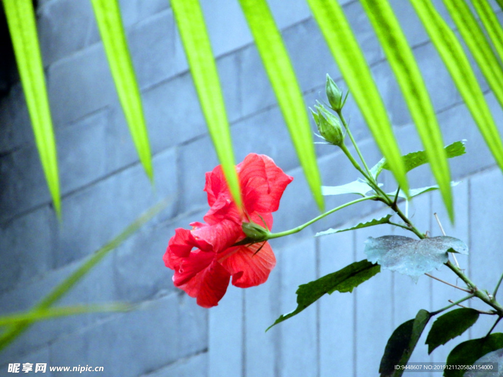 扶桑花