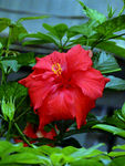 扶桑花