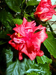 扶桑花