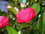 山茶花