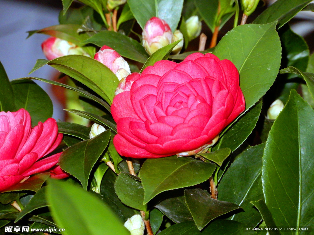 山茶花