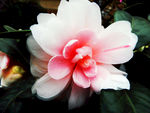 山茶花