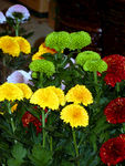 菊花
