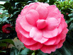山茶花