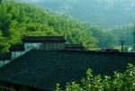 翠竹