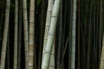 翠竹