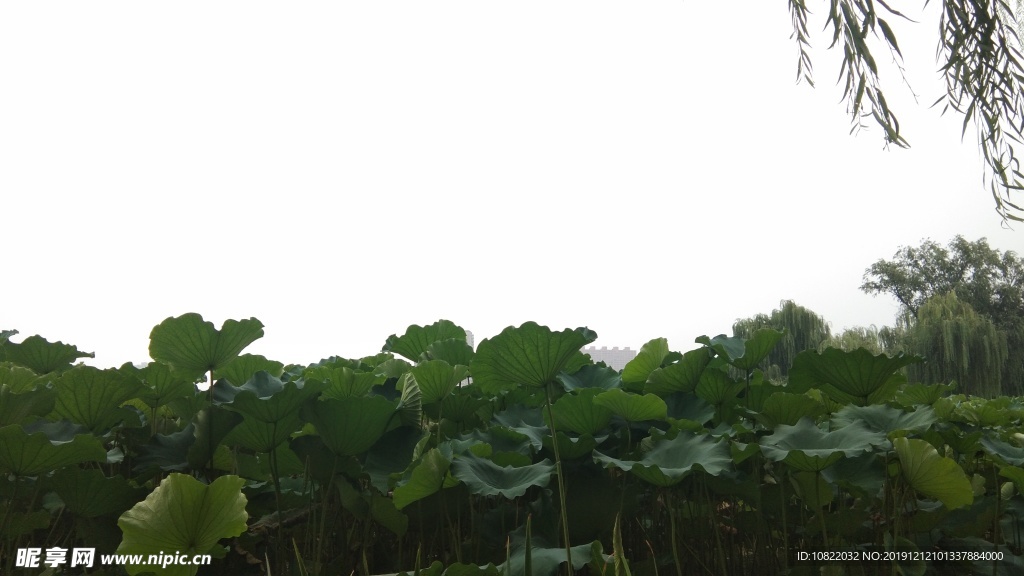 荷