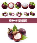 山竹矢量