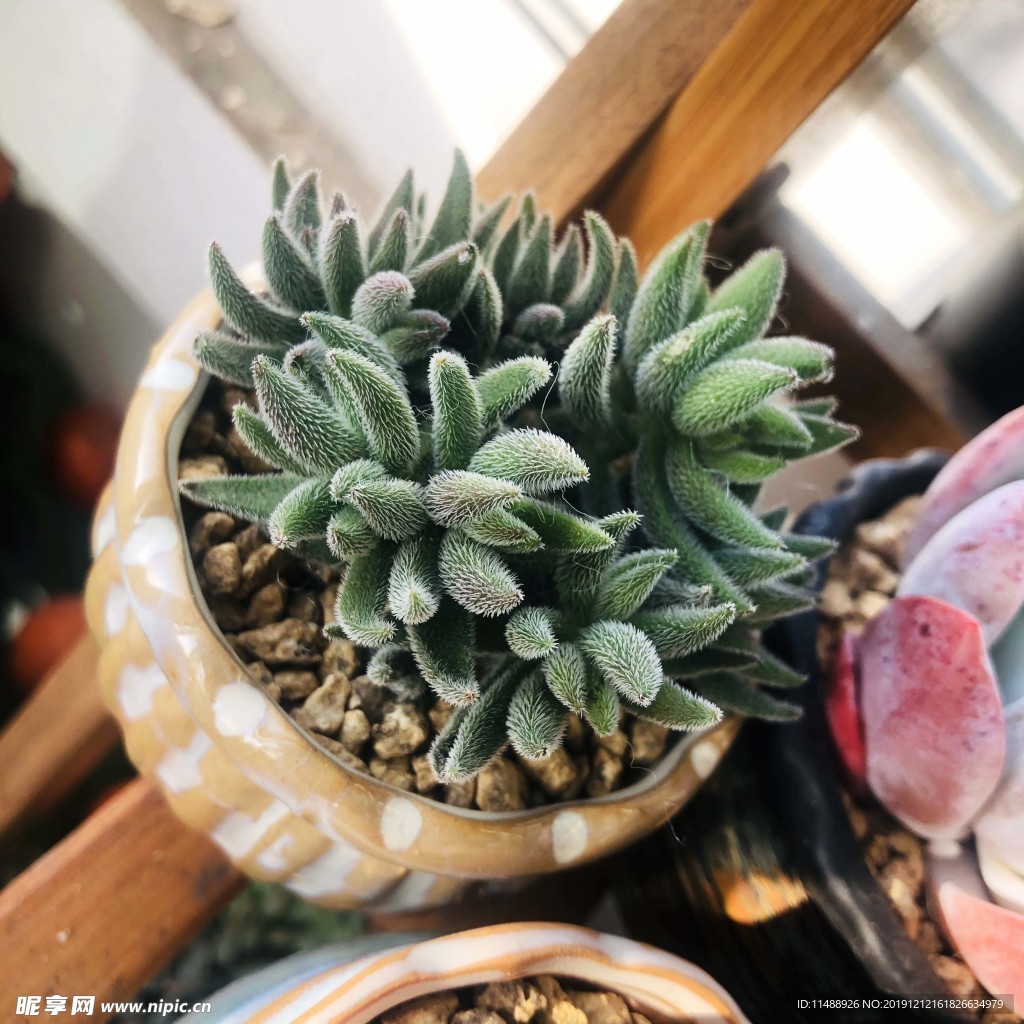 多肉