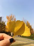 手上的银杏叶