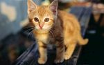 小猫