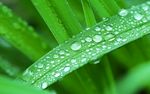 露水