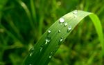 露水