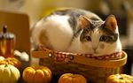 小猫