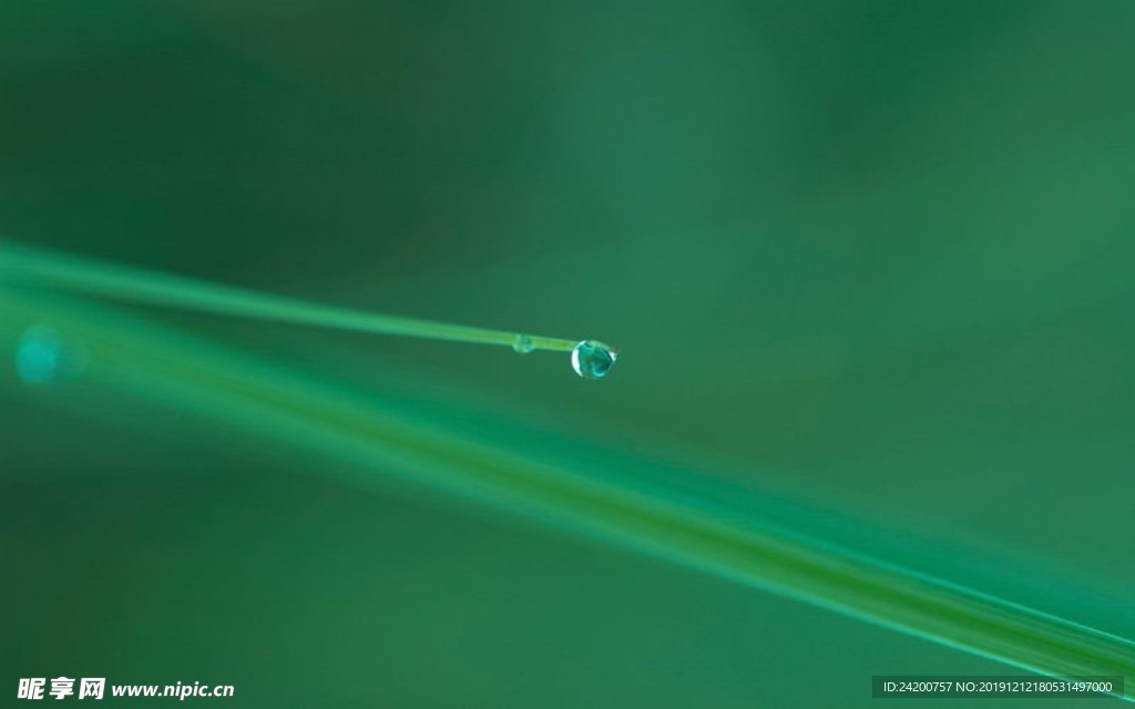 露水