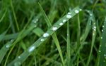 露水