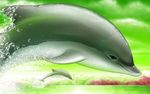 海豚