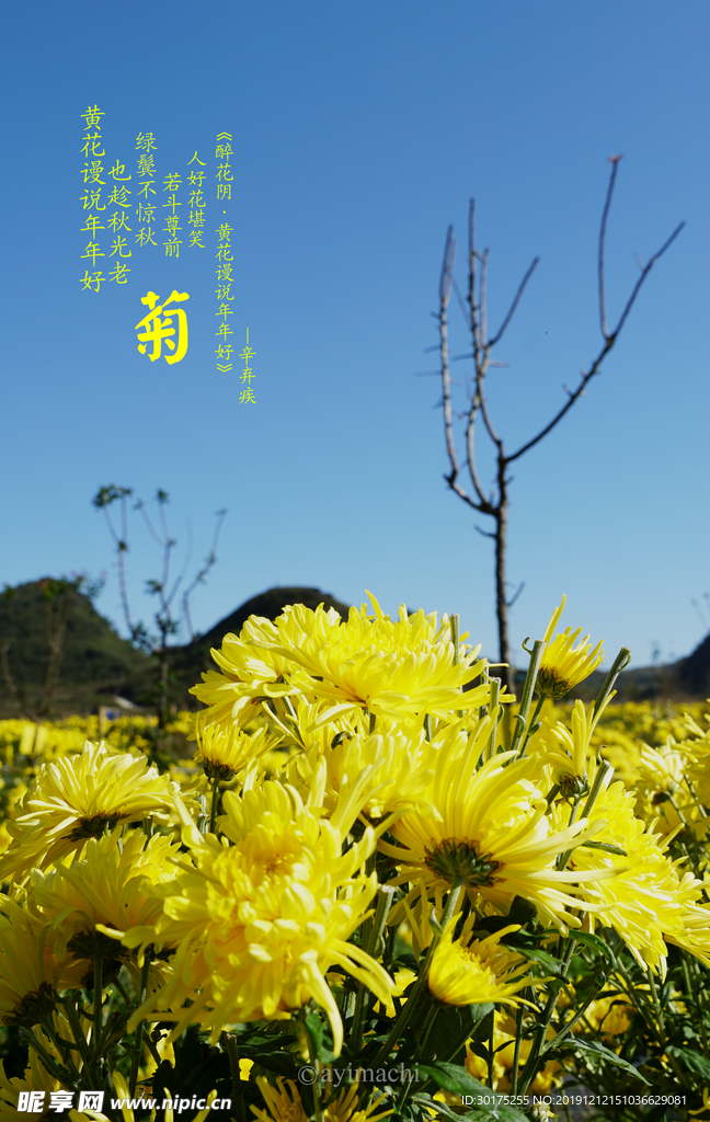 菊