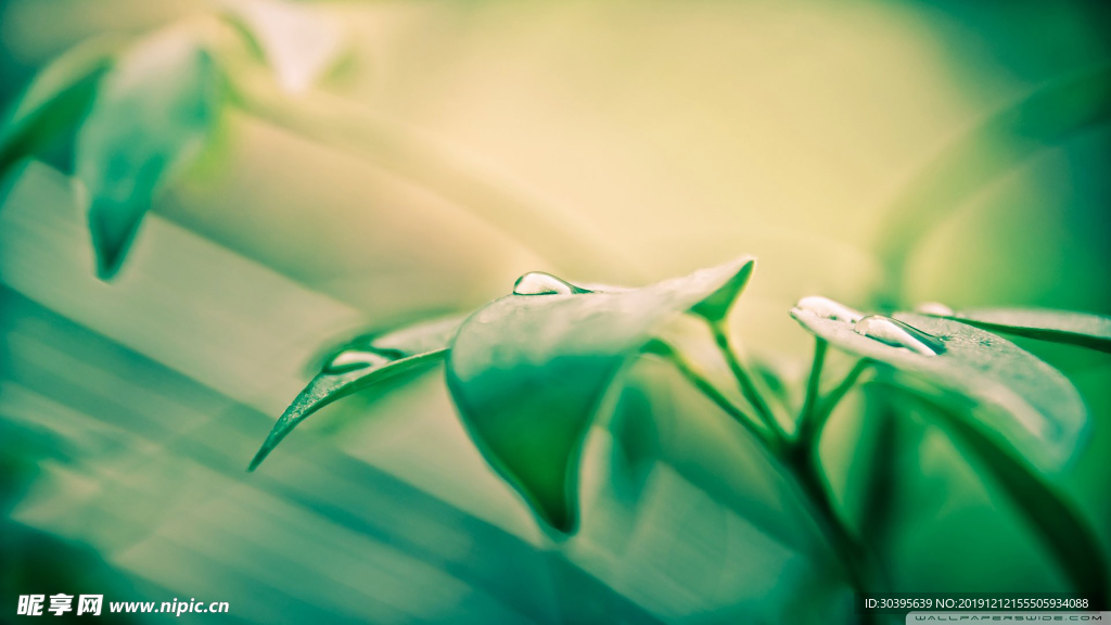 绿色植物