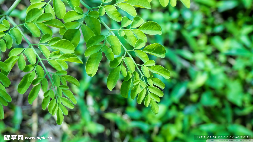 绿色植物