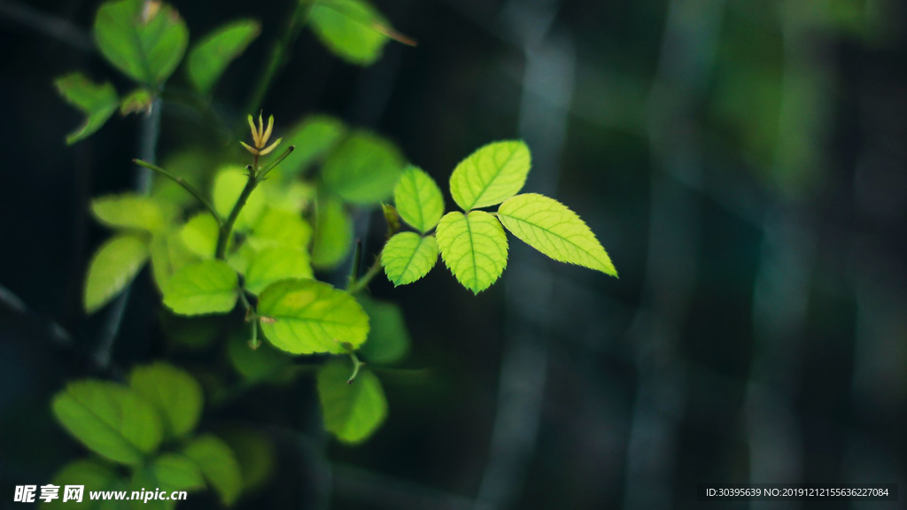 绿色植物