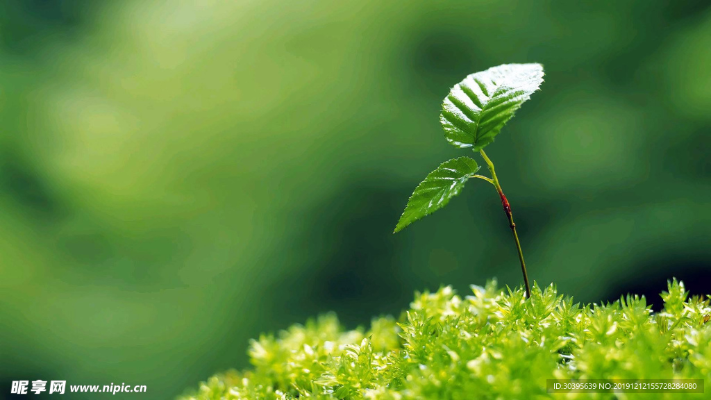 绿色植物