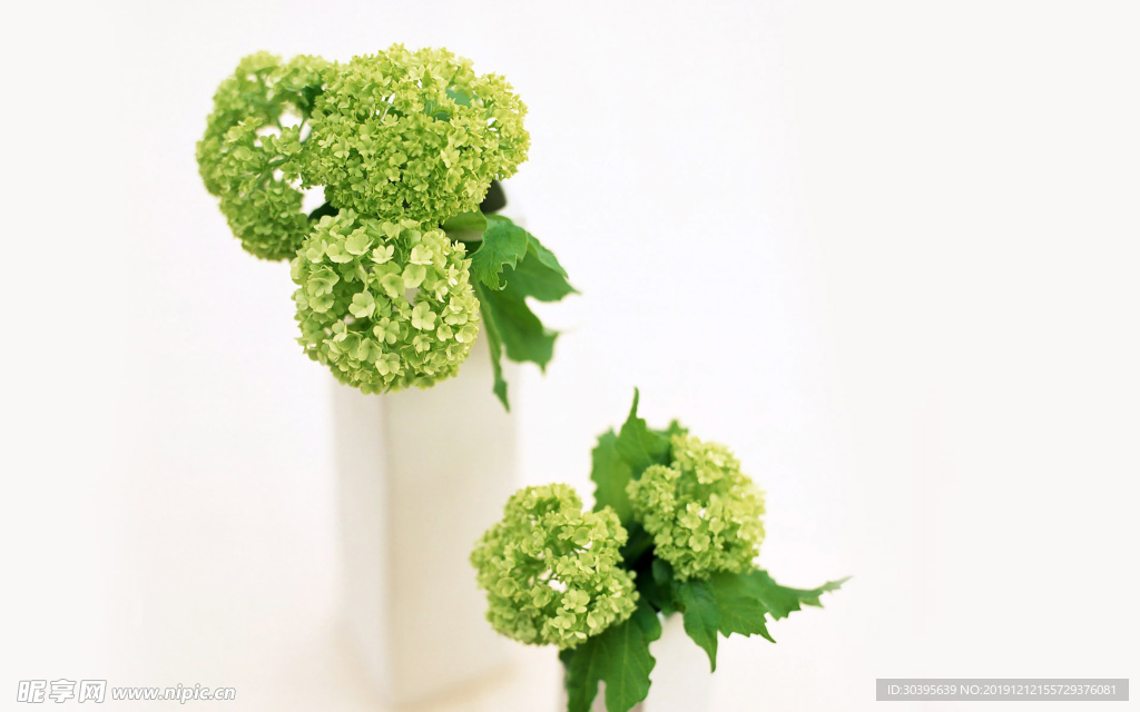 绿色植物