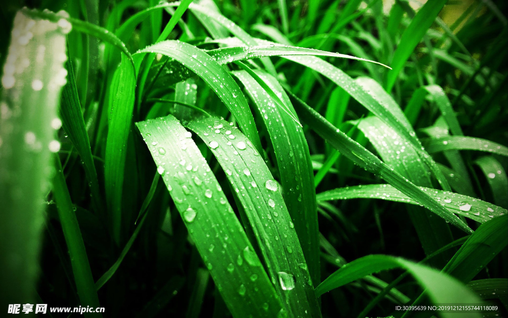 绿色植物
