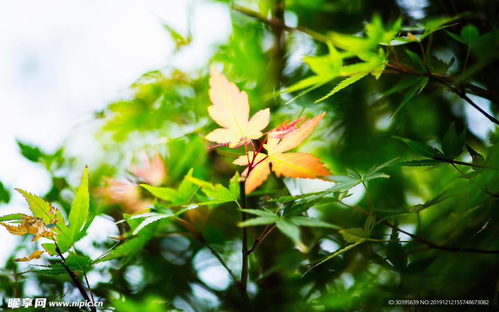绿色植物