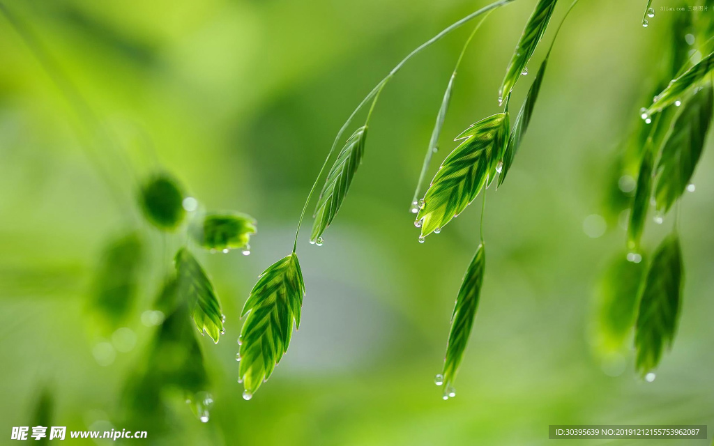 绿色植物