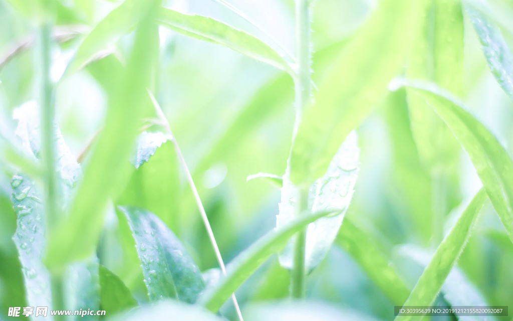 绿色植物