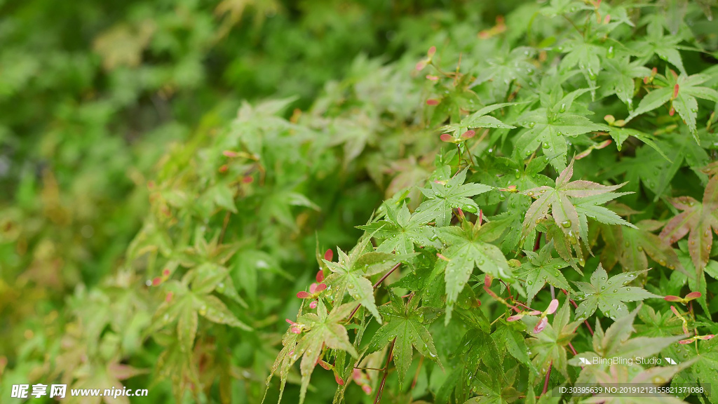 绿色植物