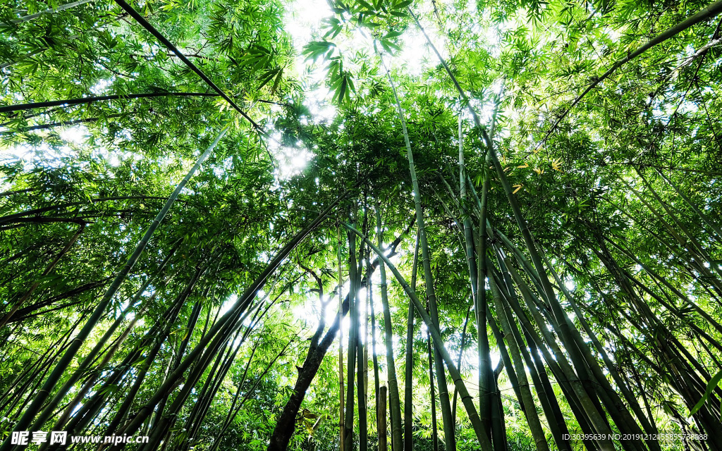 绿色植物