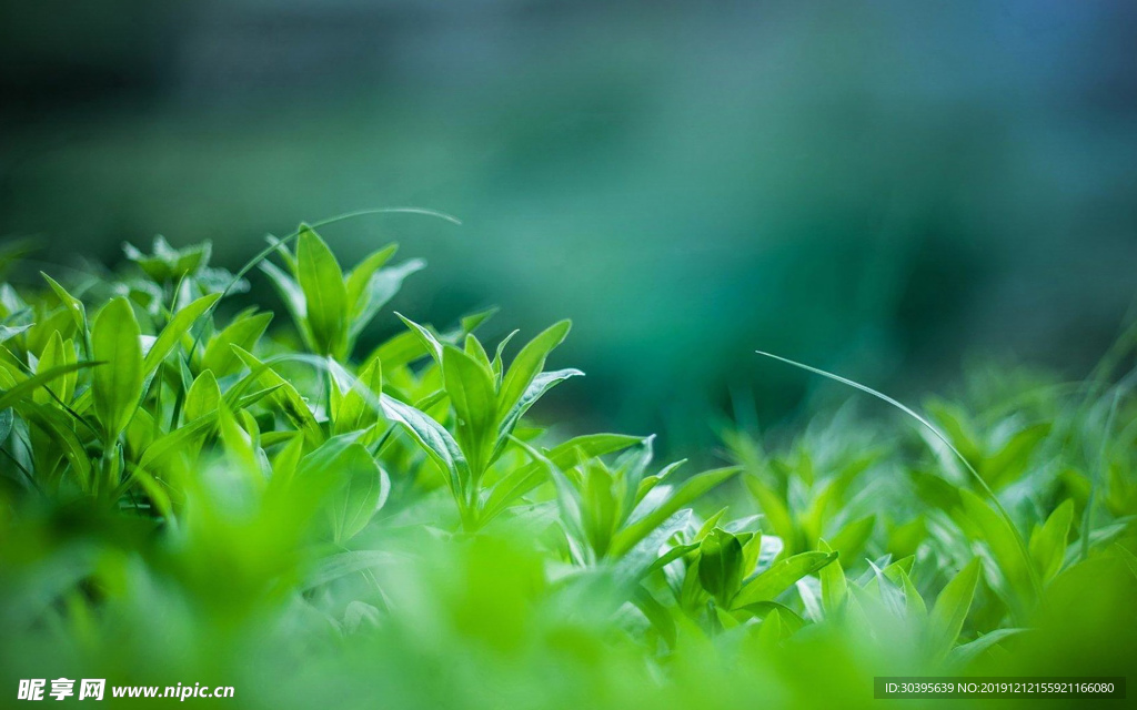 绿色植物