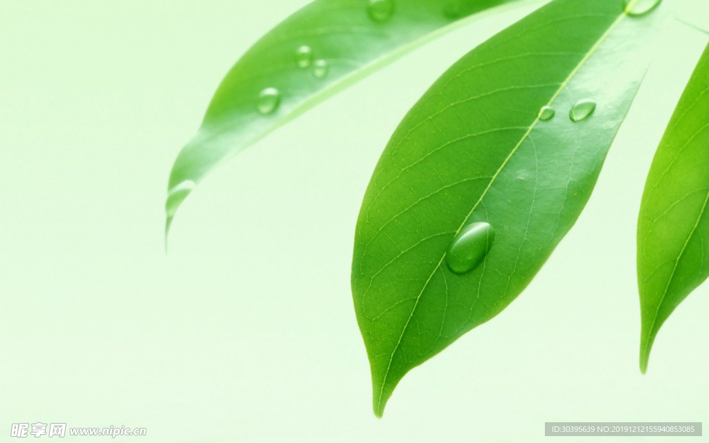 绿色植物