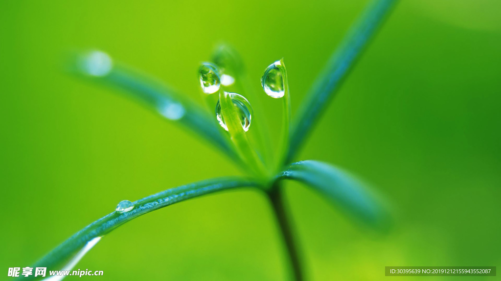 绿色植物