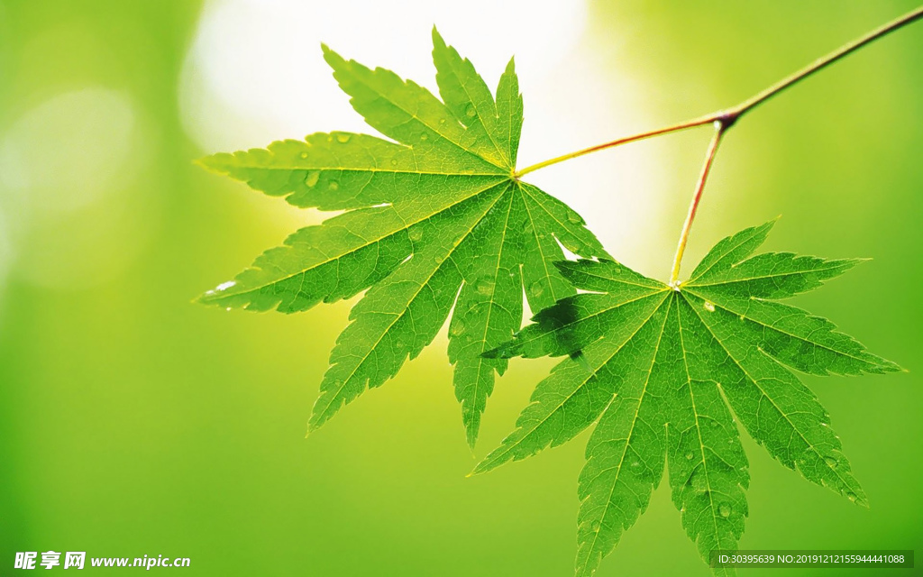 绿色植物