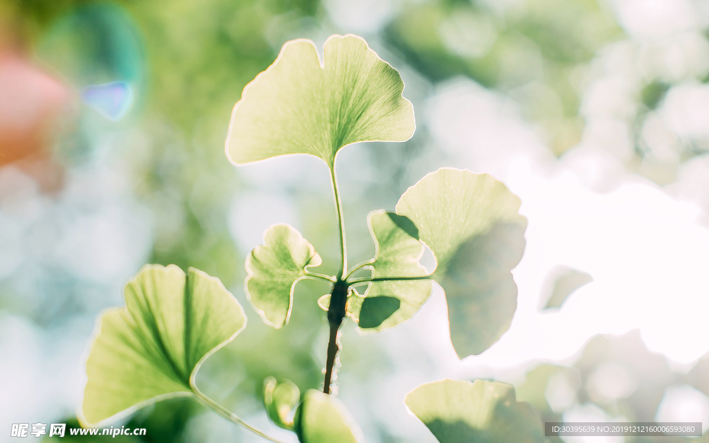 绿色植物