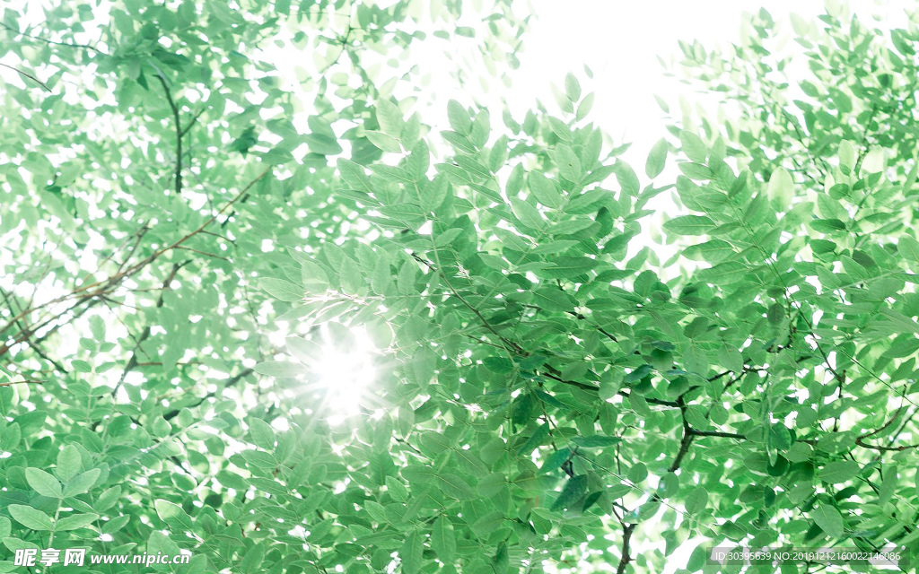 绿色植物