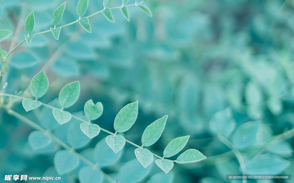 绿色植物