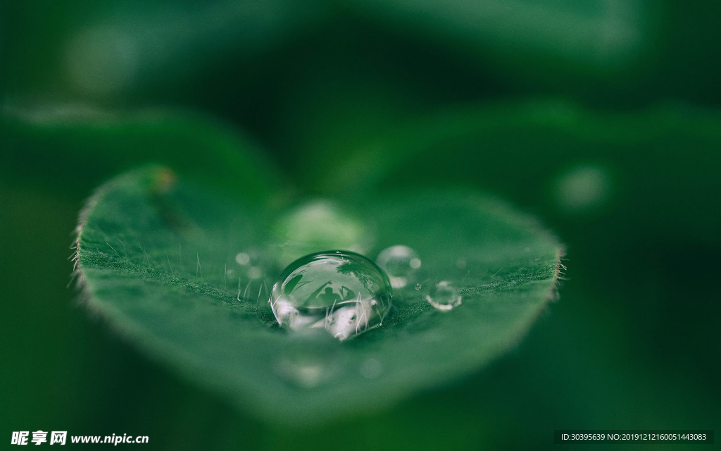 绿色植物