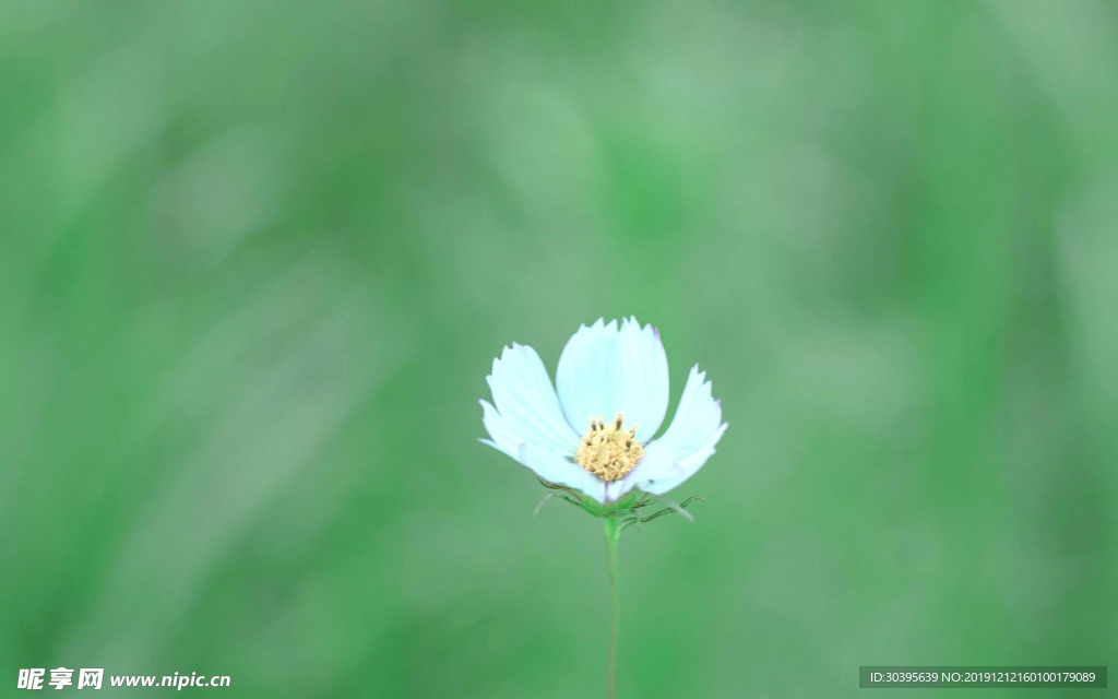 绿色植物