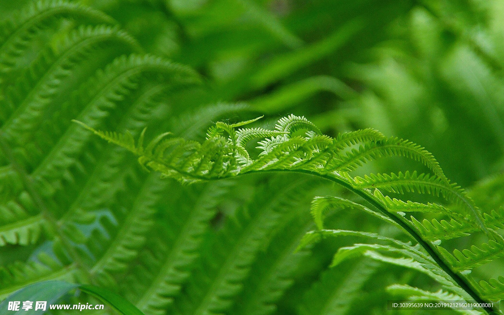 绿色植物