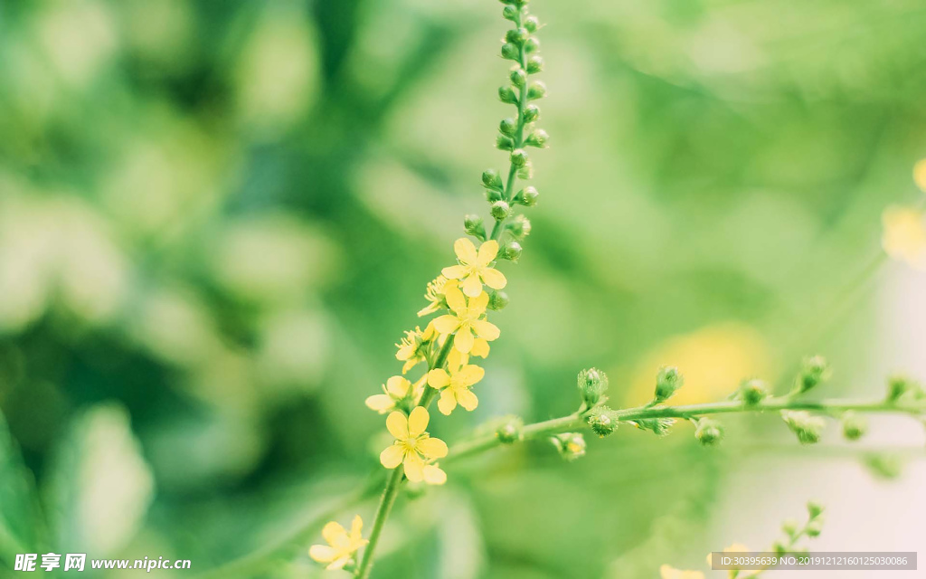 绿色植物