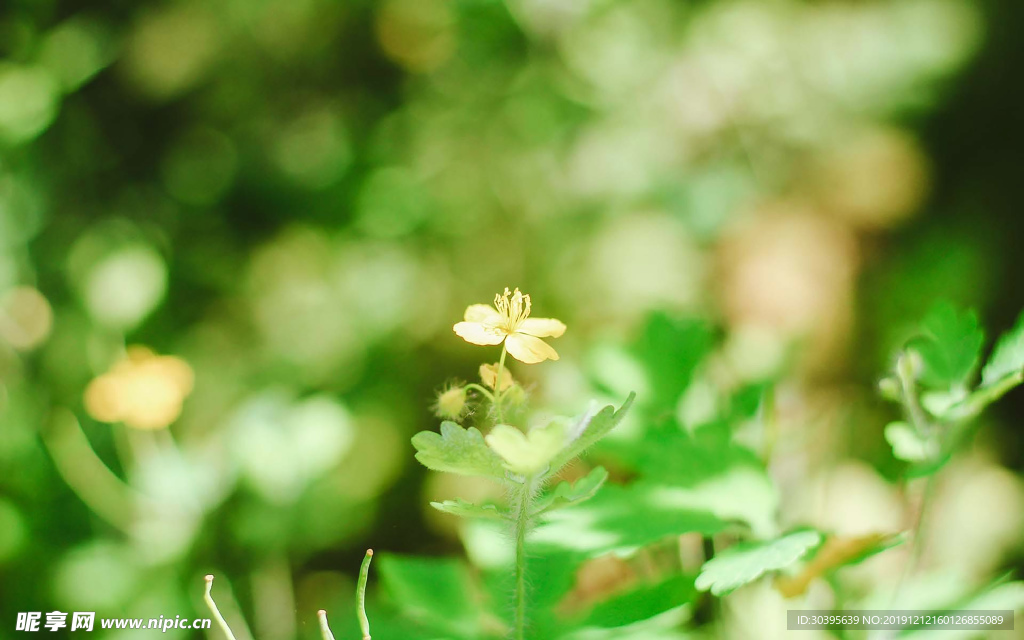 绿色植物