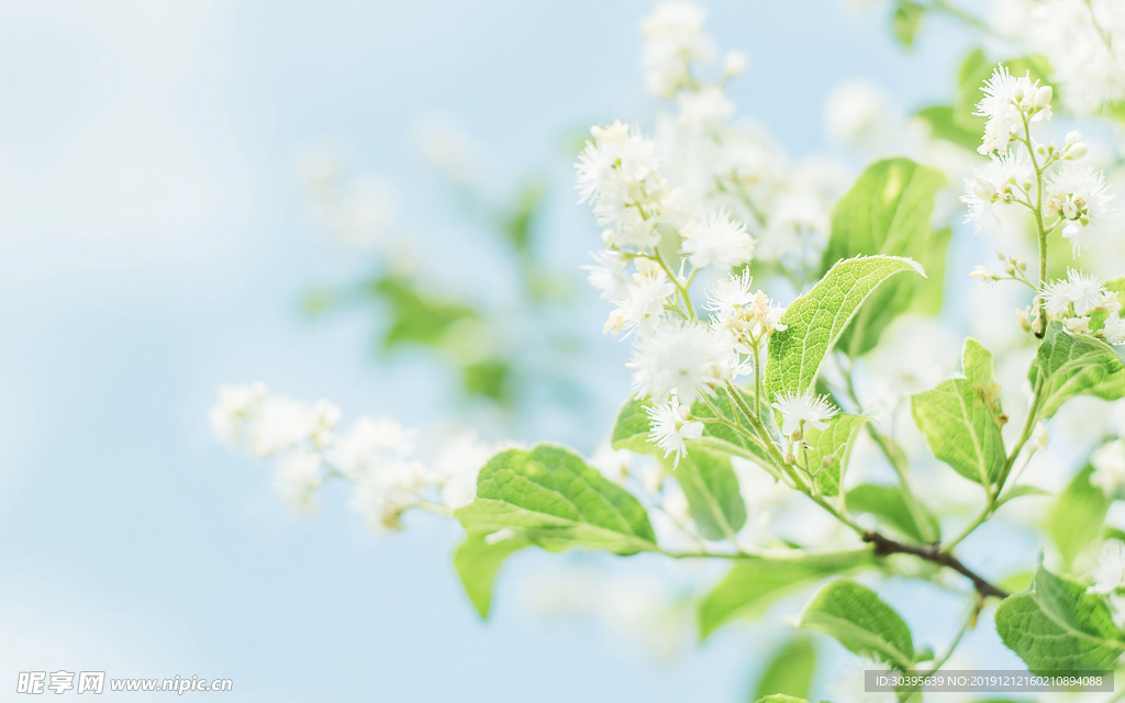 绿色植物