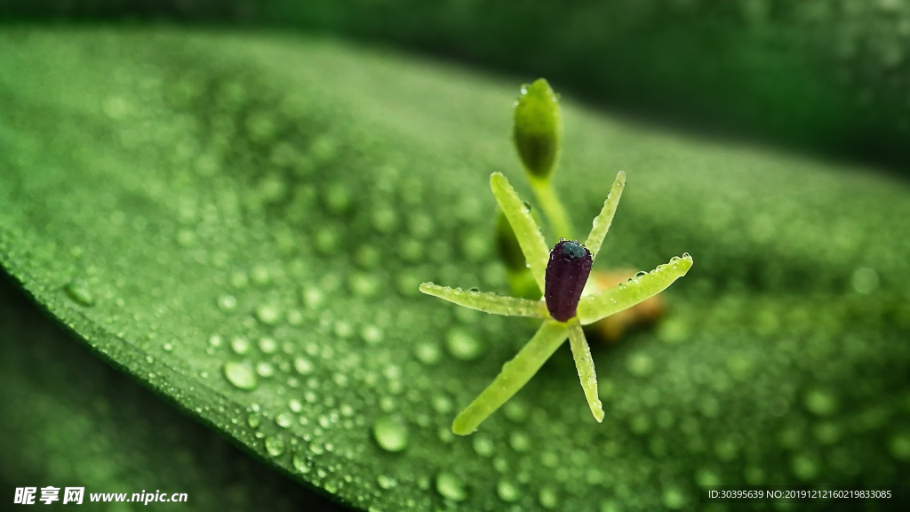 绿色植物